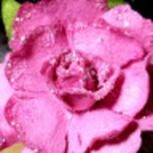 Meet your Posher, Darby